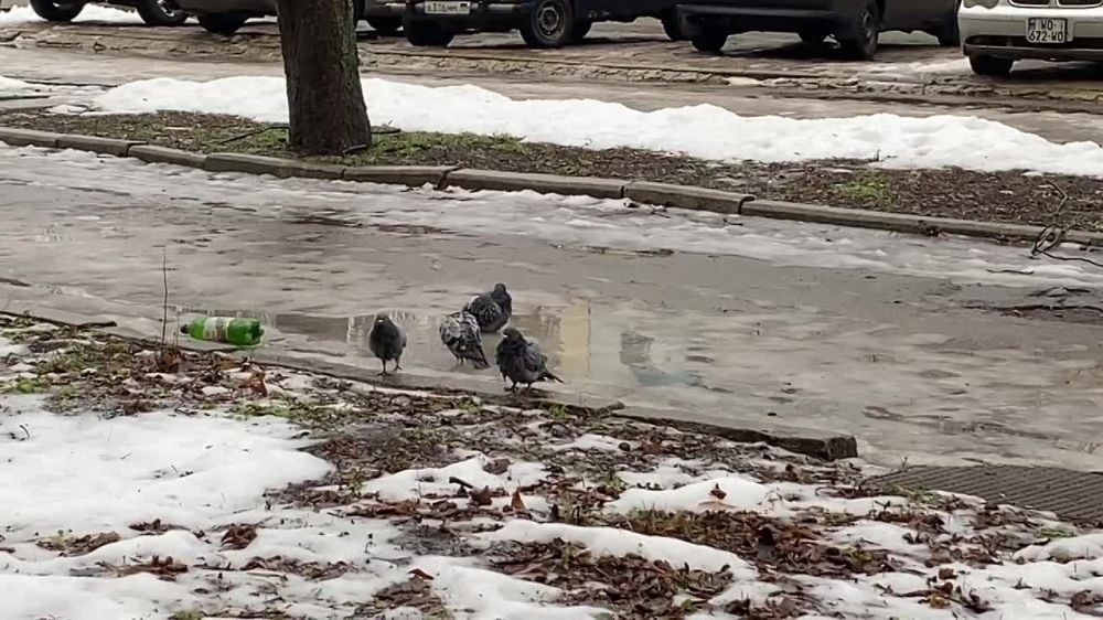 Виктория Цыпленкова: Донецкие голуби насколько суровы, что купаются в лужах в январе