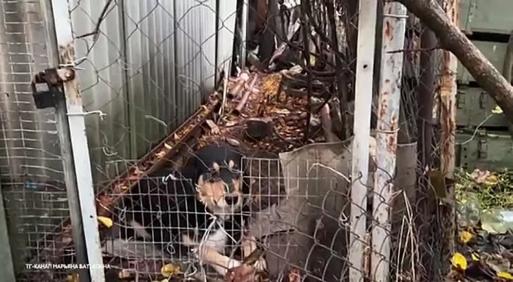 Марьяна Наумова: СВЕТА, ВОДЫ И ГАЗА НЕТ. ЕСТЬ ПЁС ВАГНЕР: