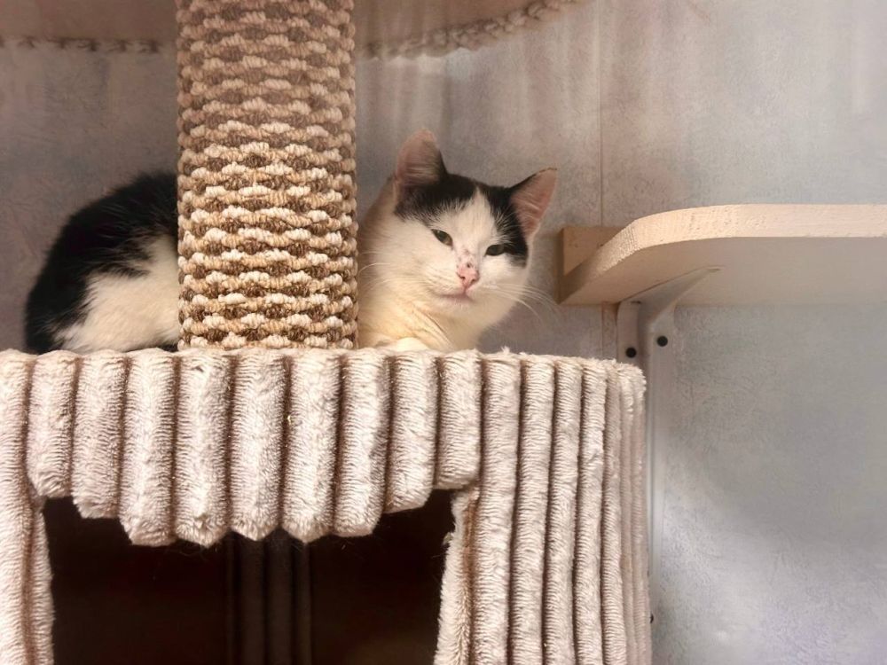 Марьяна Наумова: Фронтовые. Верные. Твои. Котоприют «Просто Муся»