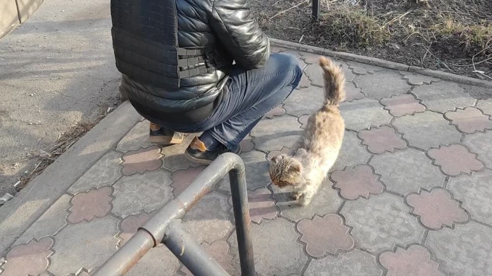 Когда мы уже собирались выезжать из Авдеевки, к нам из развалин вышел кот. Крутился возле нас. У местных жителей спросил, чей он. Сказали, первый раз видят