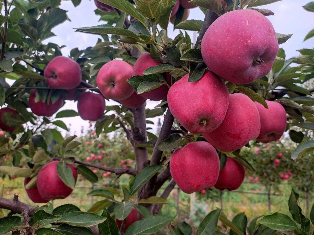 В ДНР поступают автоматизированные прицеп-платформы для кронирования деревьев