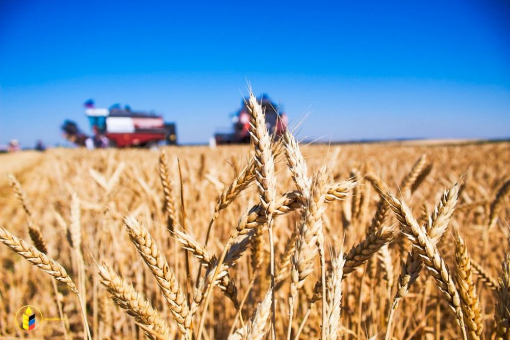 Артем Крамаренко: Квоту для аграриев ДНР на беспошлинный экспорт зерна в 2024 году увеличили вдвое