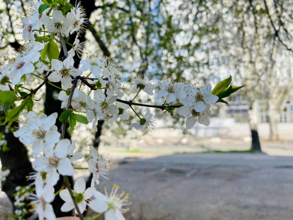 Виктория Цыпленкова: Весна в Донецке. И тишина (тьфу-тьфу-тьфу) Только соседи на всю слушают «Сектор Газа». Но мы не возражаем - не худшее из звуков