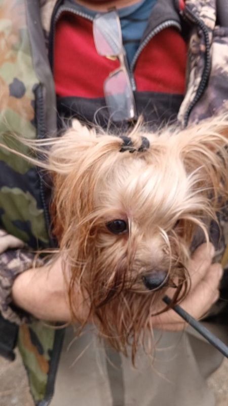 Марина Ахмедова: Эту собачку хозяйка оставила дома в Орске с кошками и уехала на вахту