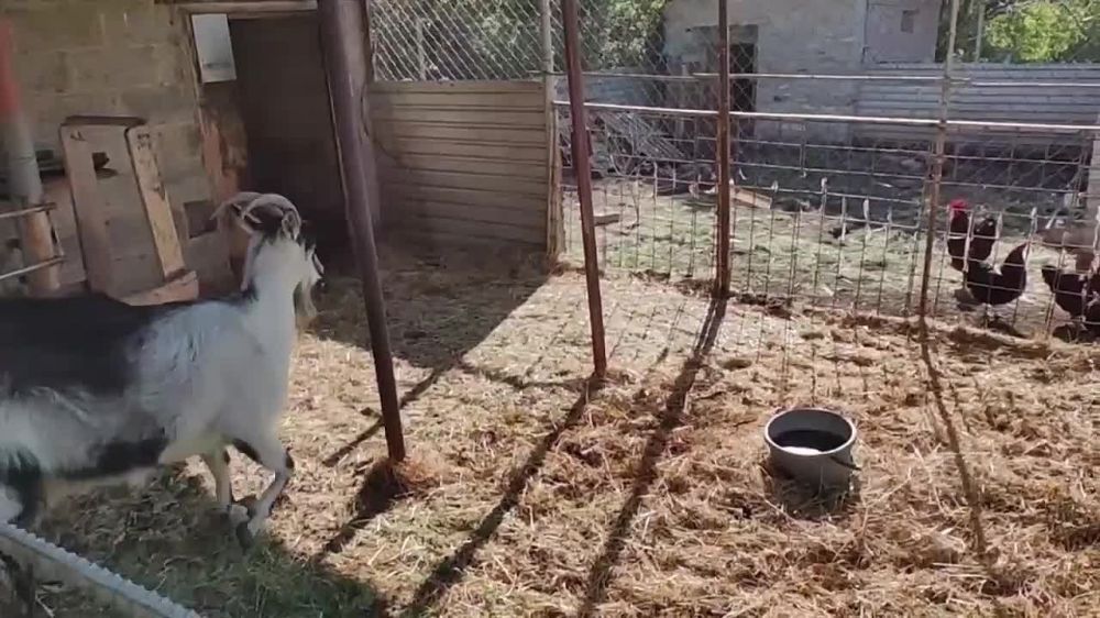 Владимир Путин подарил девочке Маше из Макеевки ДНР щенка