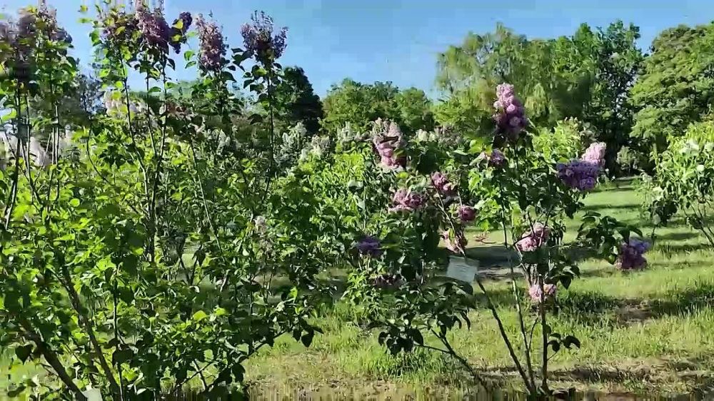 Денис Пушилин: Донецкий ботанический сад – один их крупнейших по площади в Европе