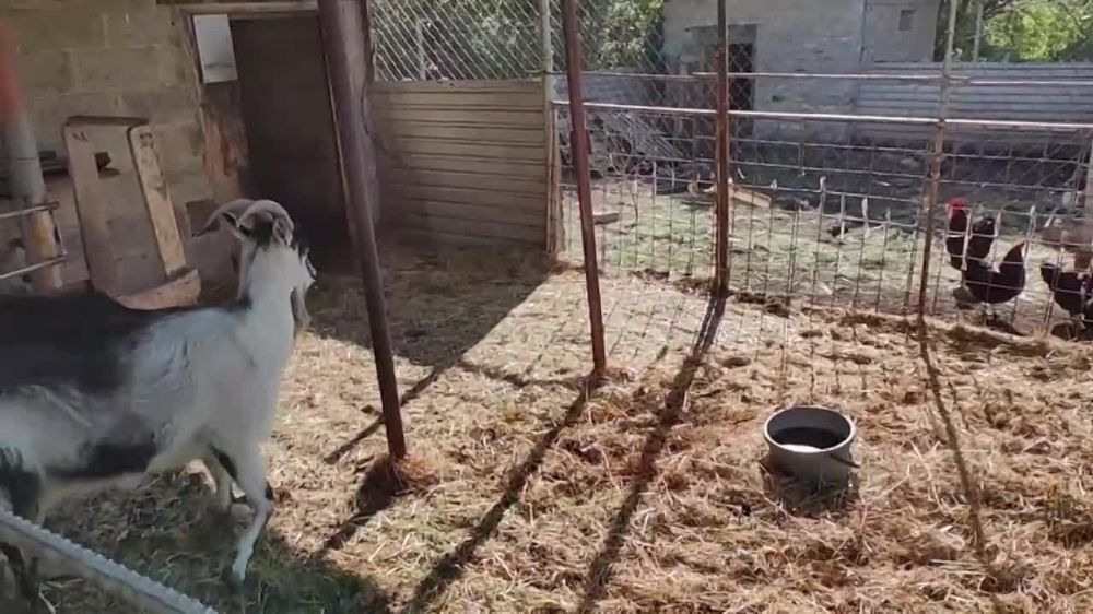 Сергей Кириенко в ходе посещения ДНР вместе Денисом Пушилиным приехал к Маше из Макеевки — по поручению президента они исполнили ее мечту и подарили собаку