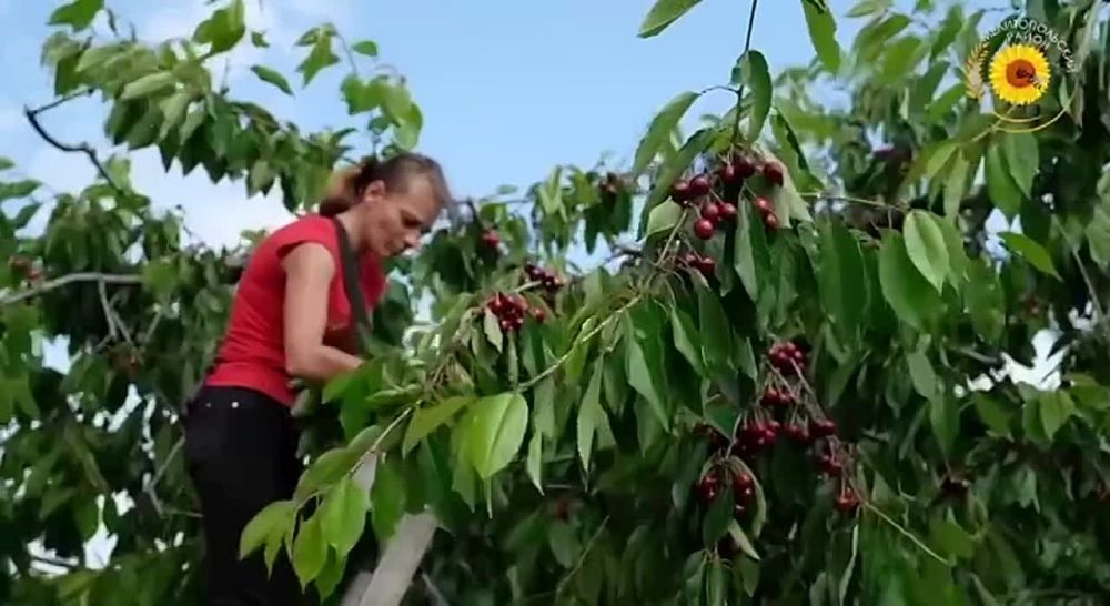 Виктория Мельникова: Говорят, в Мелитополе набирает обороты сезон черешни