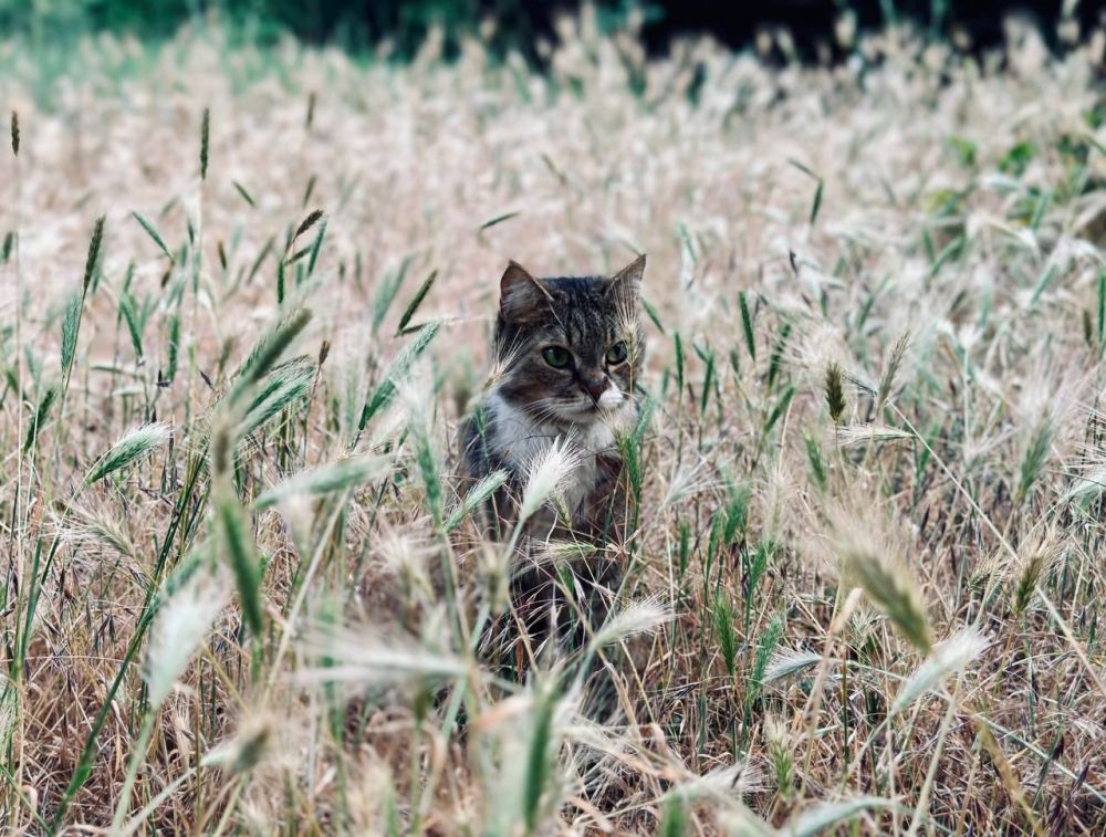 Игорь Гомольский: А вот прифронтовой донецкий котика вам, чтобы строгость снять и сердитость