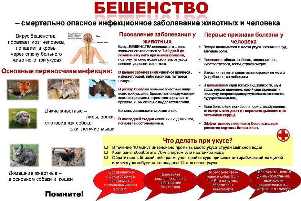 Иван Адамец: Памятка для безопасного поведения при обращении с животными и профилактики бешенства