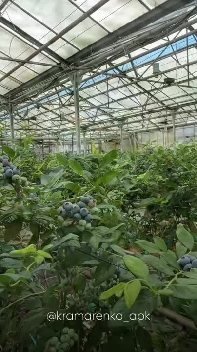В ДНР начинают выращивать голубику!