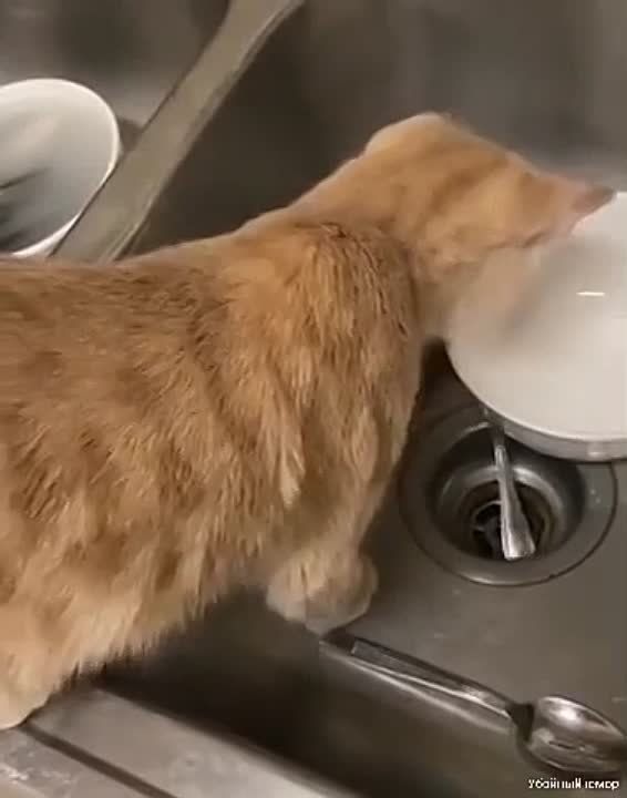 ���� ���, ����� �� ��������� ��������� ����� ������� ������� ������