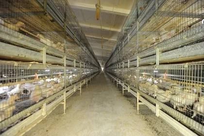 В птицефабрике Донецка начали реконструировать корпус