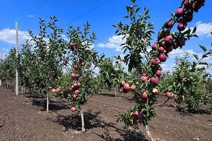 В Волновахском районе ДНР созревает очередной урожай яблок