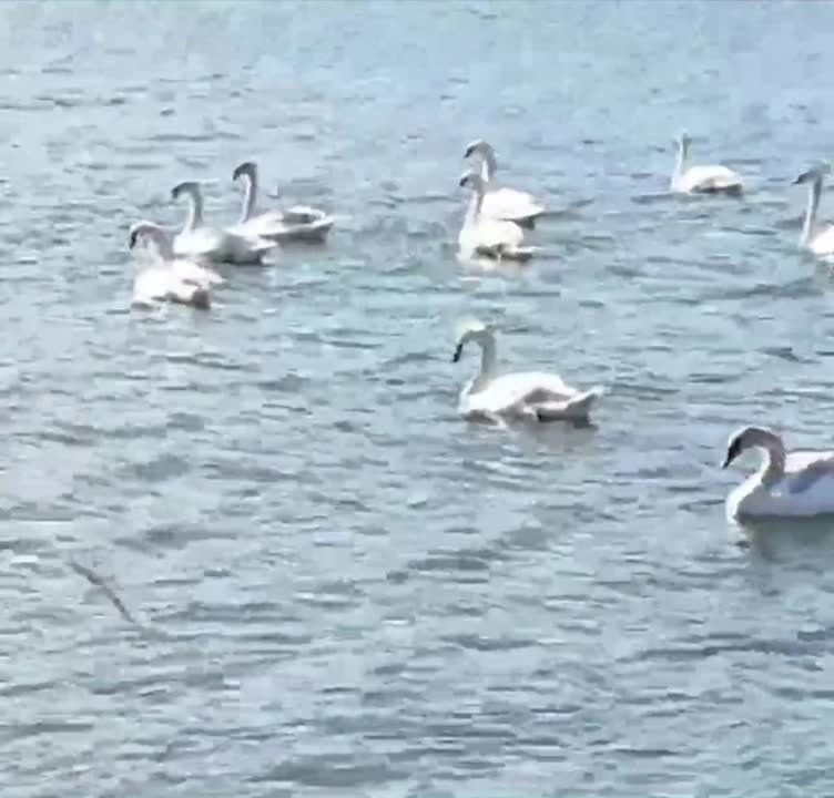 ������ �� ������������ ������, ���� �����