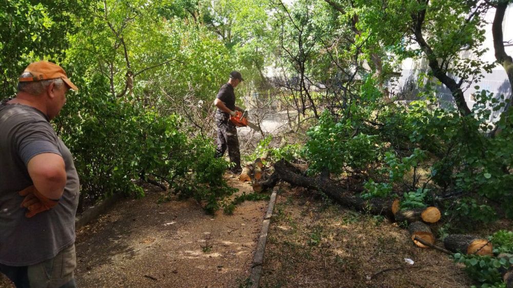 Василий Ткачук: Силами МУП АГД "Управляющая компания Калининского района г.Донецка" выполнены работы по сносу аварийных деревьев на придомовой территории жилого дома № 6 по улице Ходаковского