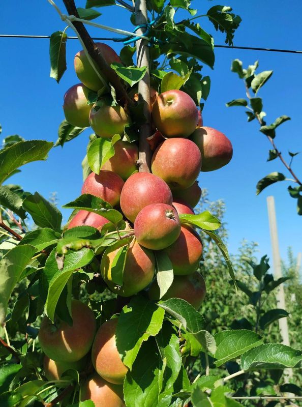 В саду, заложенном первым главой ДНР Александром Захарченко, созревает большой урожай яблок