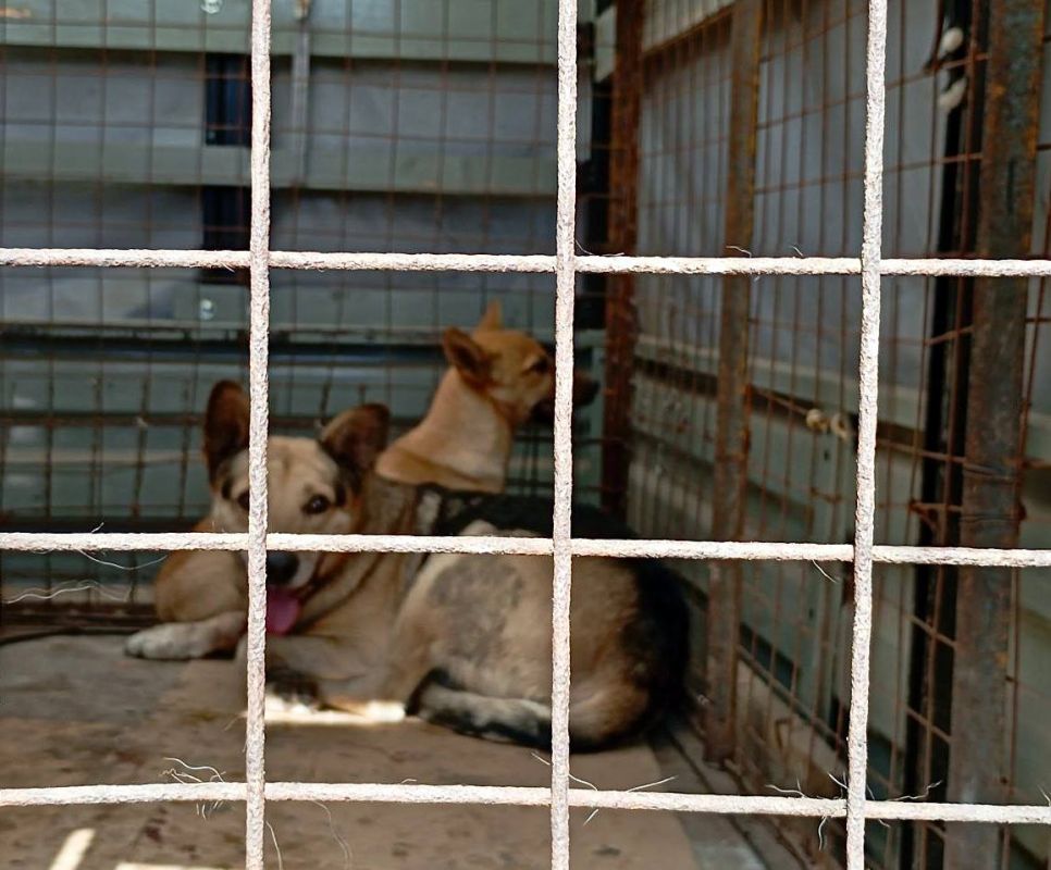 Михаил Меренков: Отлов бездомных животных в Буденновском и Пролетарском районах города