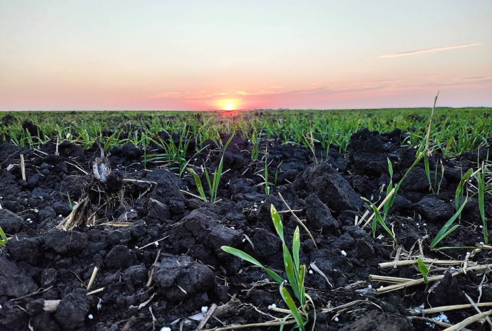 Артем Крамаренко: Всемирный день почв: почему это важно?