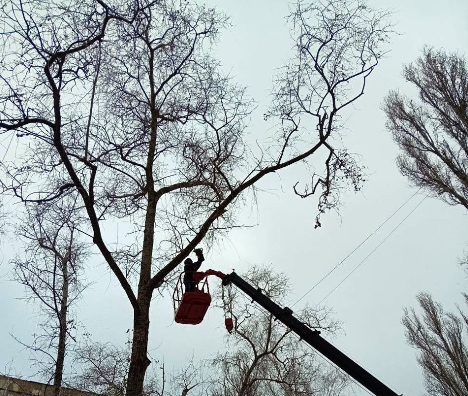 Наталья Бегуненко: Силами коммунальных предприятий Петровского района были выполнены работы по кронированию аварийного дерева и закрытию внешнего контура квартиры, в которой отсутствуют домовладельцы по улице Добровольского