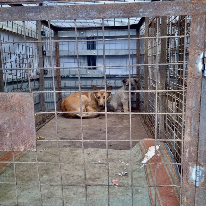 Михаил Меренков: Отлов бездомных животных в Буденновском и Пролетарском районах города