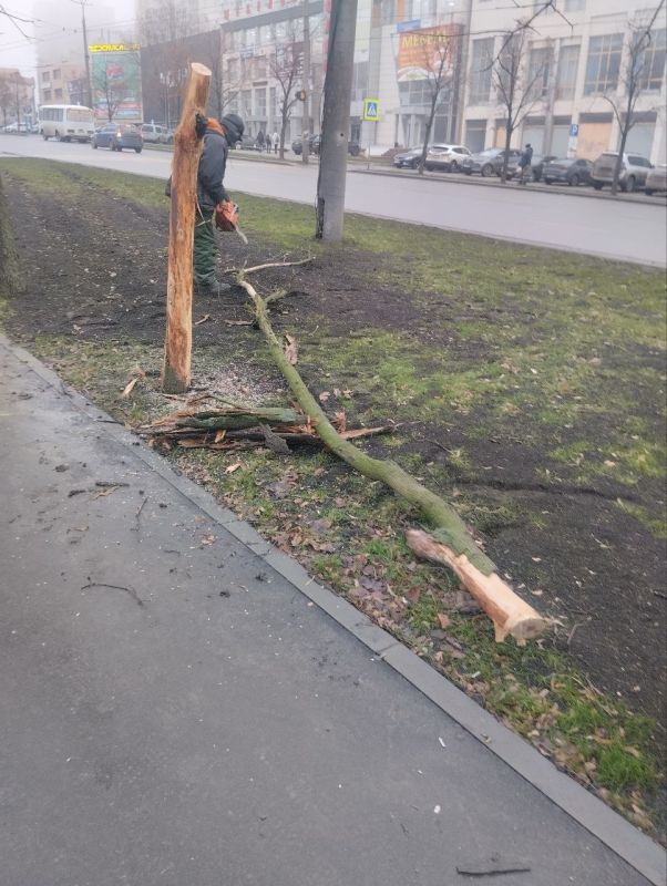 Василий Ткачук: Силами МУП АГД "ЗЕЛЕНСТРОЙ КАЛИНИНСКОГО РАЙОНА" проведены работы по сносу сухостойных деревьев по проспекту Ильича и бульвару Шевченко в Калининском внутригородском районе