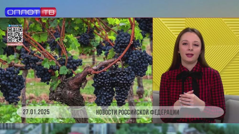 В ДНР планируют заняться развитием виноделия