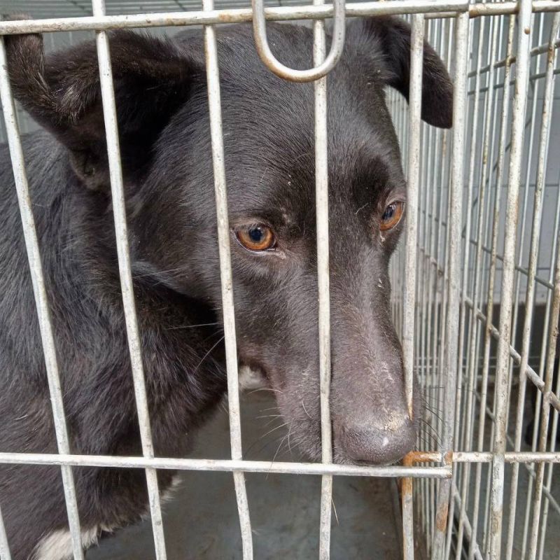 Михаил Меренков: Отлов бездомных животных в Буденновском и Пролетарском районах города