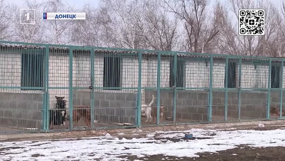 «Мы будем продолжать развивать её дело!» Как живёт приют «ПИФ» после потери его директора Виктории Васильевой?