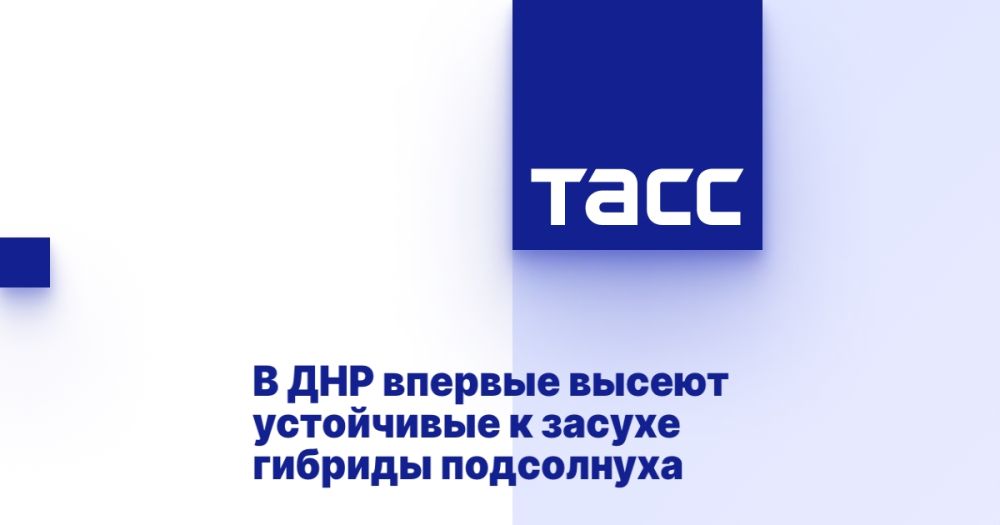 В ДНР впервые высеют устойчивые к засухе гибриды подсолнуха