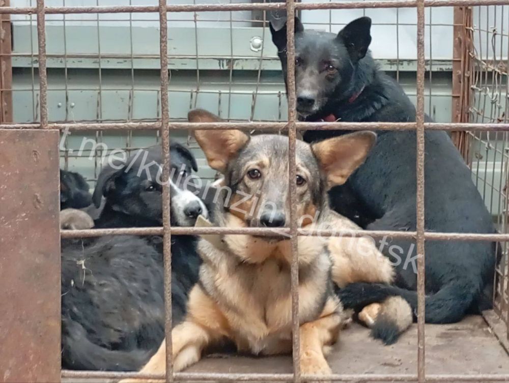 «Теперь пушистых бродяг ждет новая жизнь»: В Донецке за неделю отловили с улиц более 100 бездомных собак