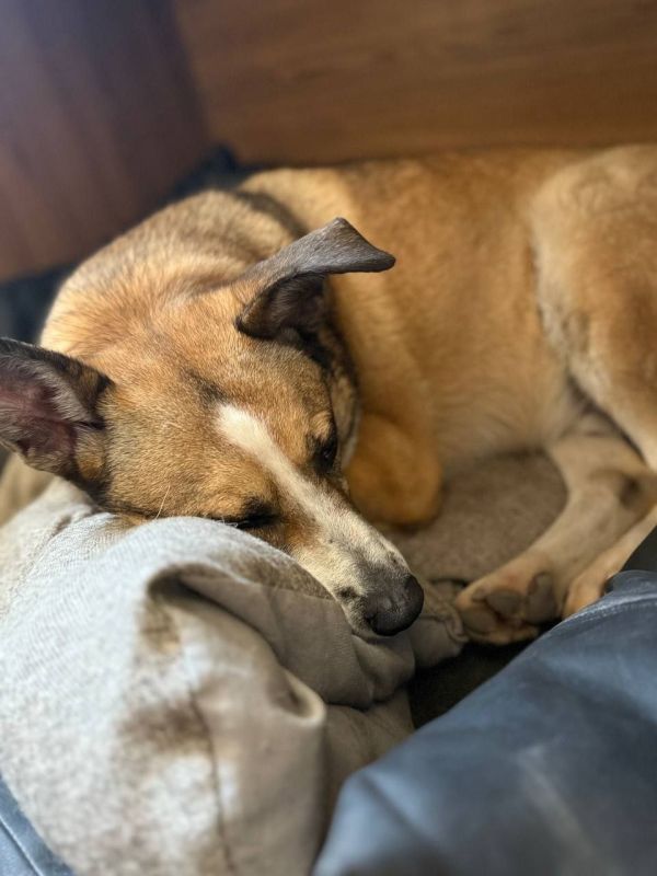 Большой московский цирк выделит 1 000 000 рублей на помощь донецкому приюту "Пиф"