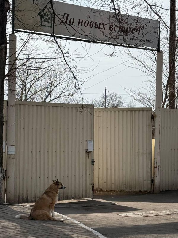 Большой Московский цирк поможет зооприюту «ПИФ» в Донецке