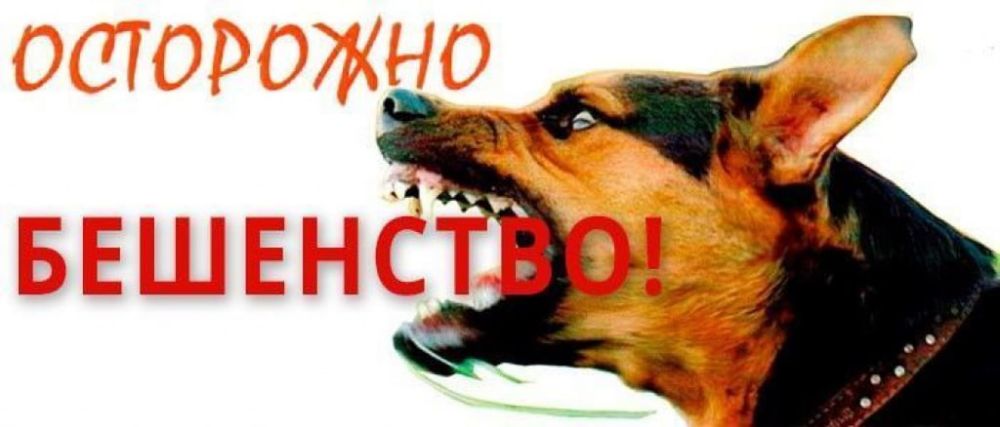 Юрий Будрин: Бешенство – одно из самых опасных заболеваний, которым может заразиться как животное, так и человек