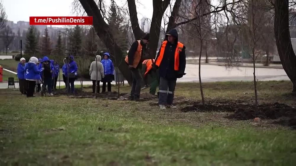 В парке им. Ленинского комсомола высадили рябиновую аллею