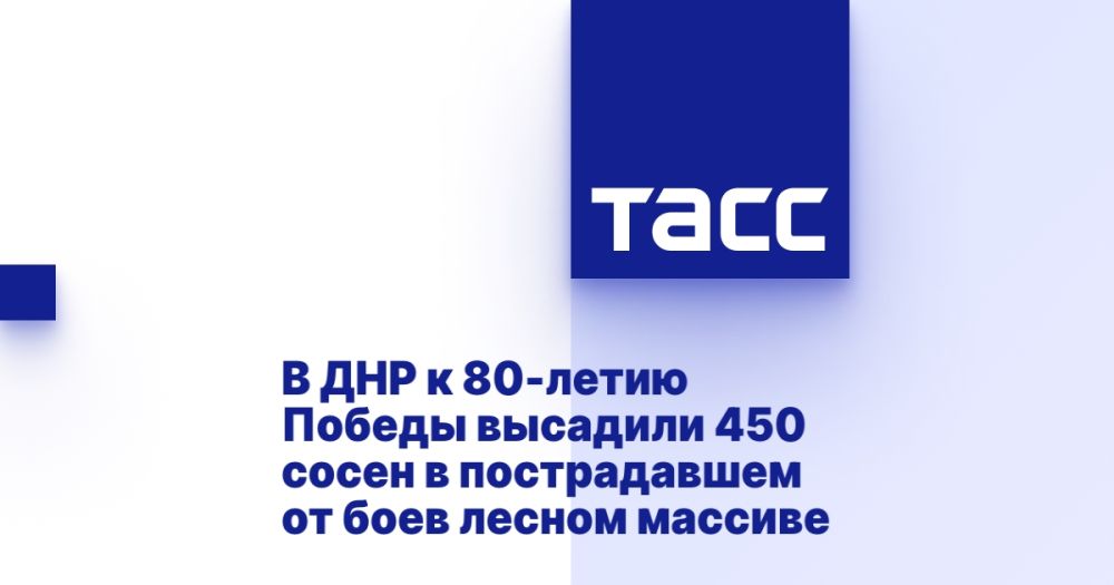 В ДНР к 80-летию Победы высадили 450 сосен в пострадавшем от боев лесном массиве