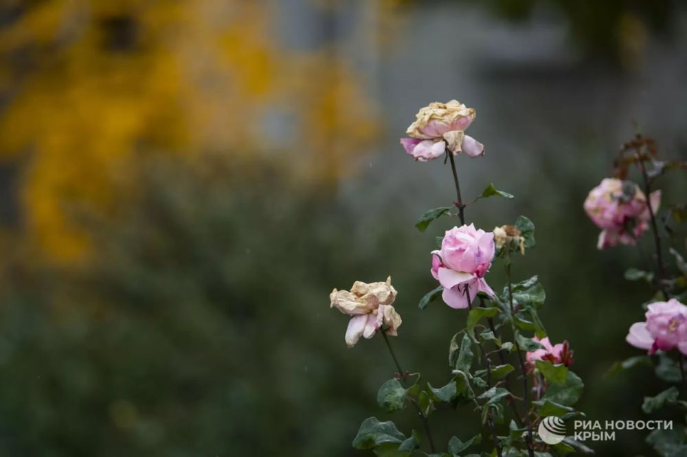 Погода на новых территориях России