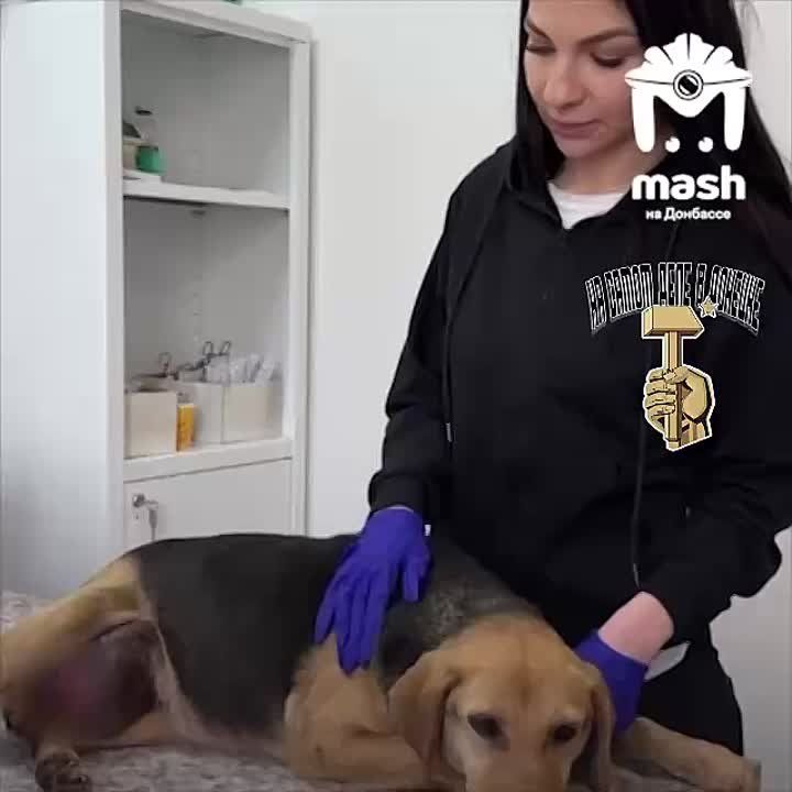 Донецкие ветеринары спасли жизнь собаке, у которой была опухоль размером с её голову