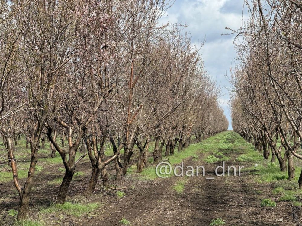 На юге Донбасса зацвел миндаль, аграрии надеются сохранить урожайность не менее прошлогодней