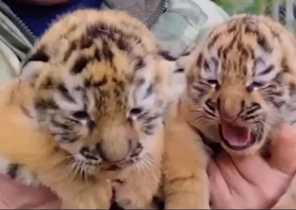 Мирных снов — родному Донецку