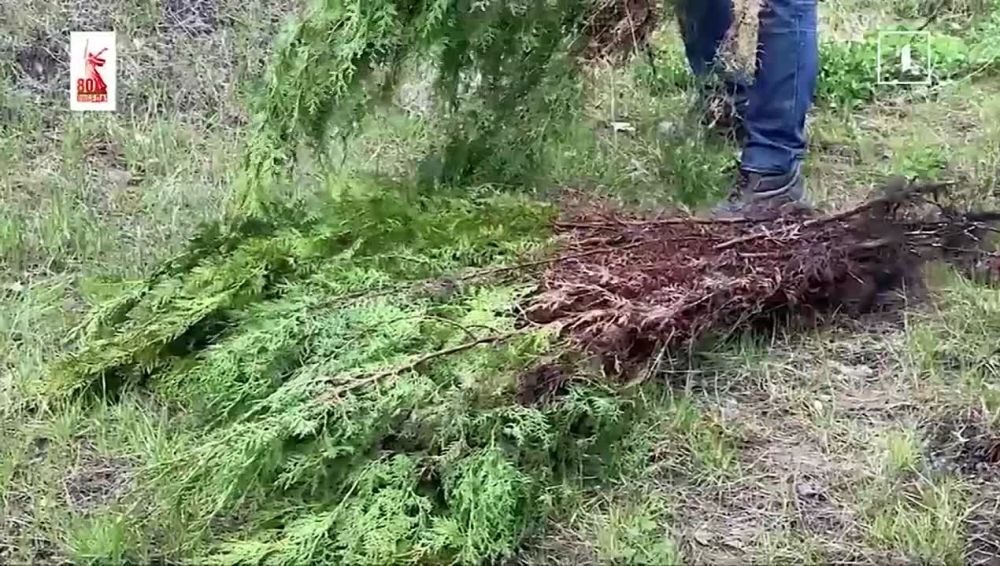 80 деревьев к юбилею Великой Победы высадили в Донецком Перинатальном центре!