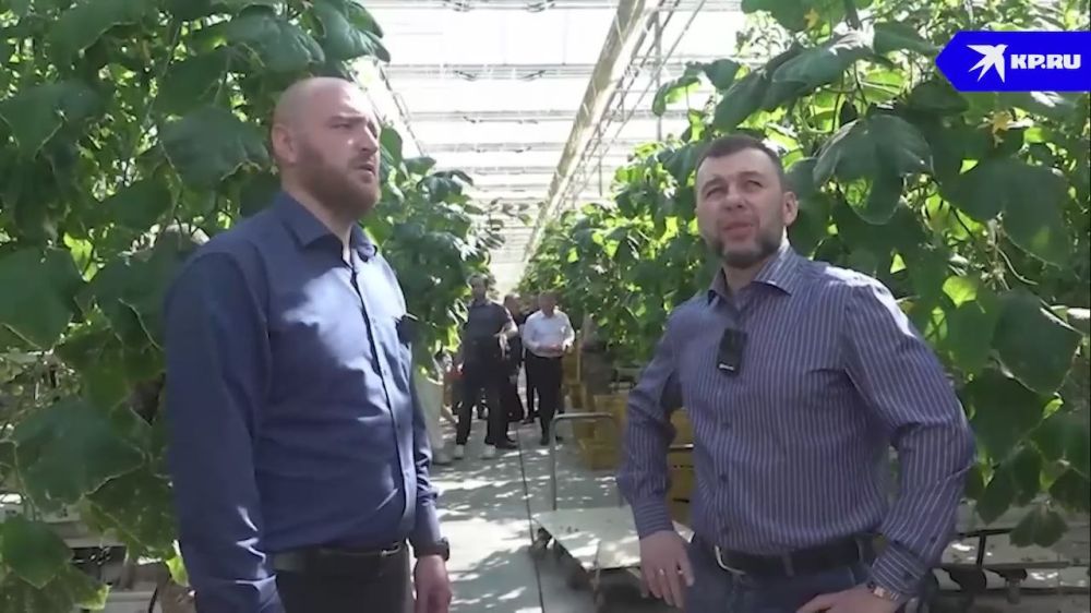 Натуральные и вкусные: В Зугрэсе в восстановленном тепличном комплексе созрел первый урожай помидоров