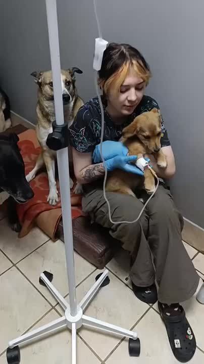 «Нам решили напомнить». Даже в самые сложные для людей времена волонтеры Донецка ухаживают за животными, оставшимися от погибших или эвакуировавшихся хозяев