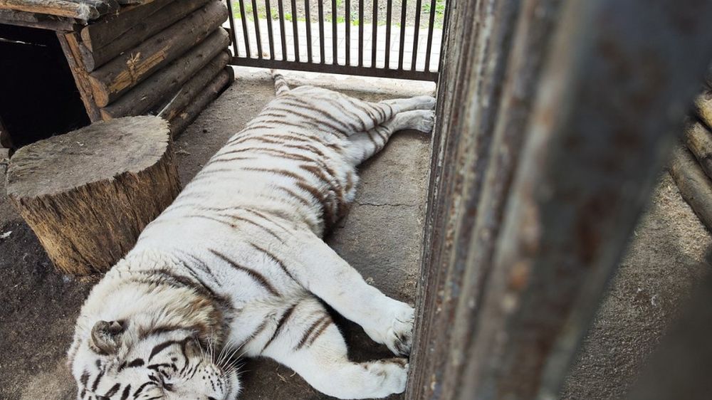 В Мариуполе белый тигр растерзал сотрудника зоопарка