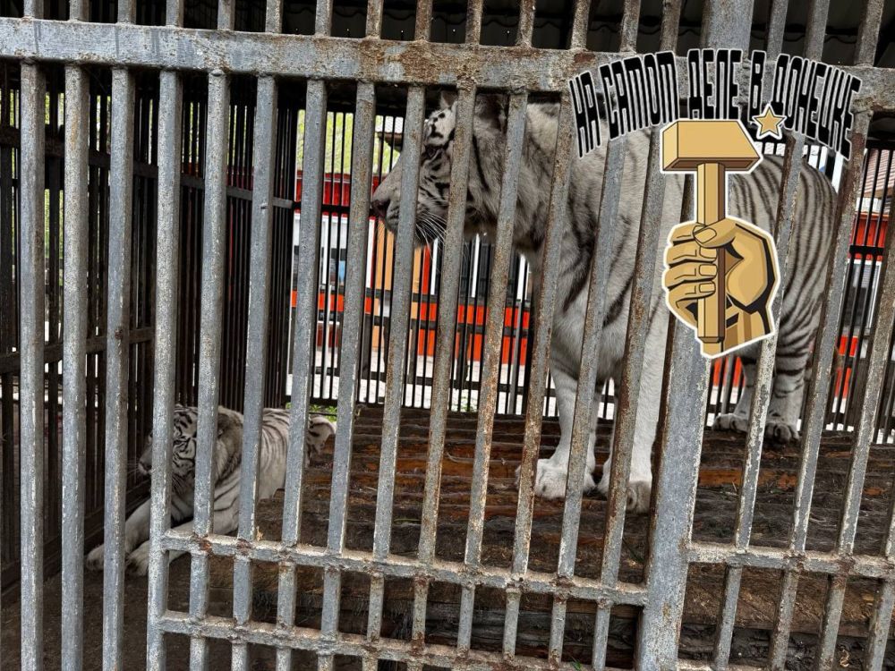 Мариуполь потрясла трагедия — недавно рожавшая тигрица загрызла сотрудника местного зоопарка