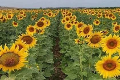 Почти 700 тонн семян подсолнечника и 360 тонн семян кукурузы засеют на полях ДНР