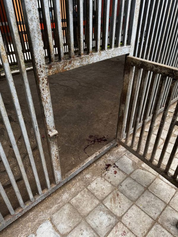 В Мариуполе по сообщению о нападении тигра на сотрудника зоопарка организована процессуальная проверка