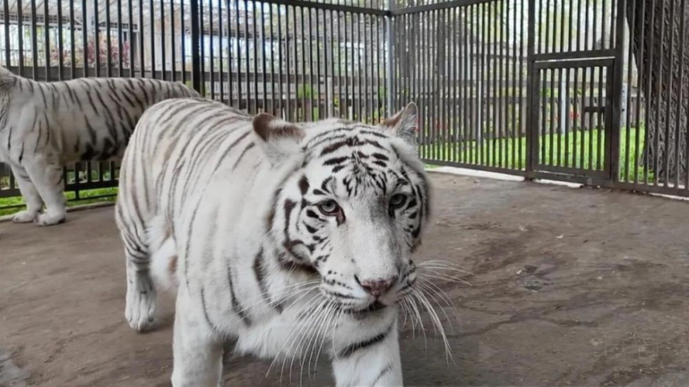 В зоопарке Мариуполя тигрица загрызла сотрудника, зашедшего к ней в клетку