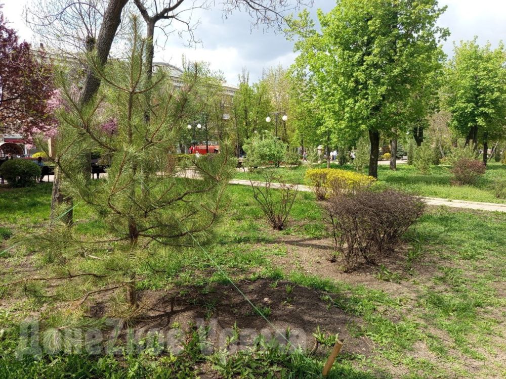 Готовь сани летом, а ёлки — весной: на бульваре Пушкина в Донецке высадили сосны