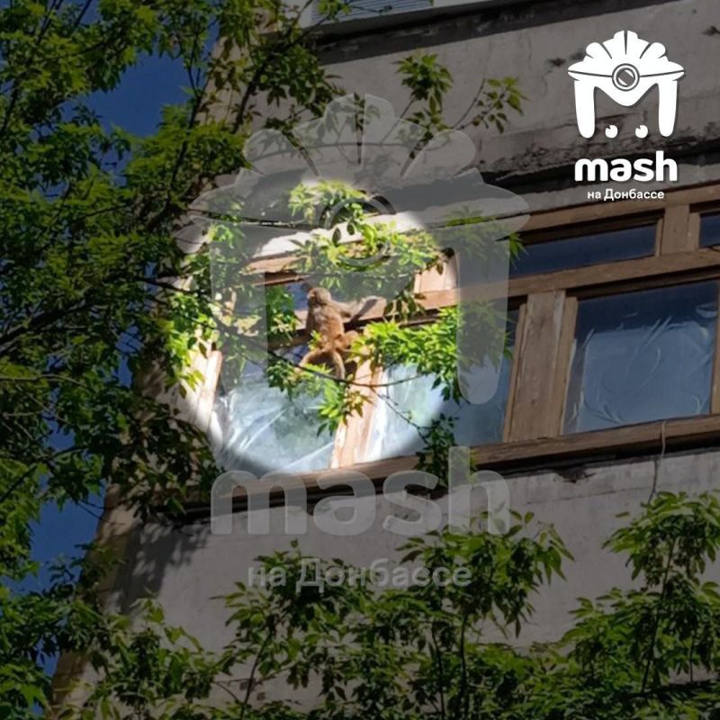 Сбежавший от хозяев бибизян скачет по деревьям на Ратникова в Донецке.